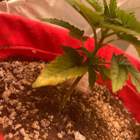 Critical growlog timeline photo