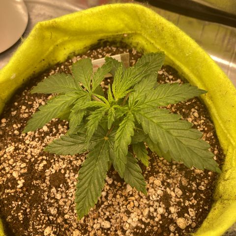 Critical growlog timeline photo