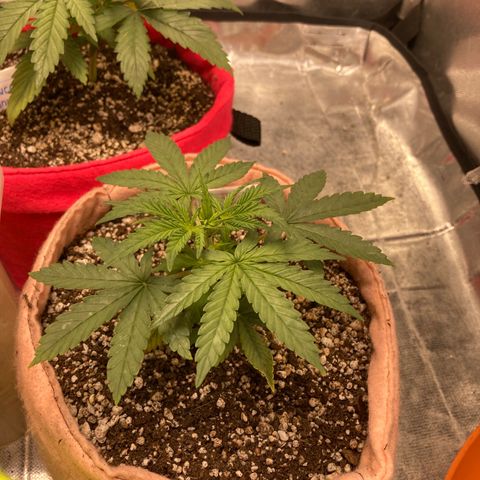 Critical growlog timeline photo