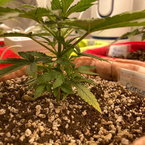 Critical growlog timeline photo