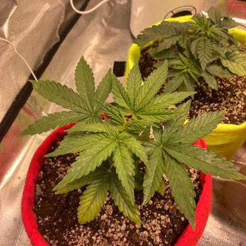 Critical growlog timeline photo
