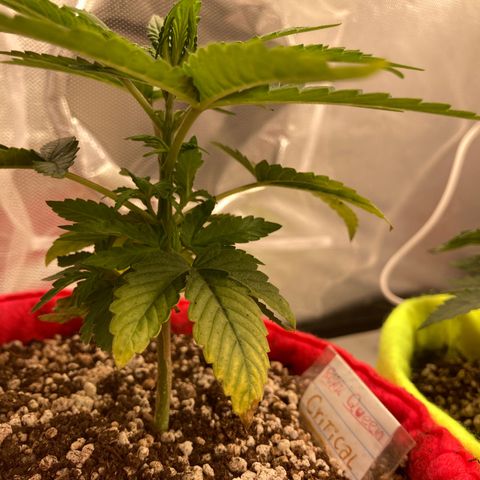 Critical growlog timeline photo