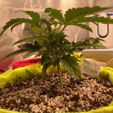 Critical growlog timeline photo