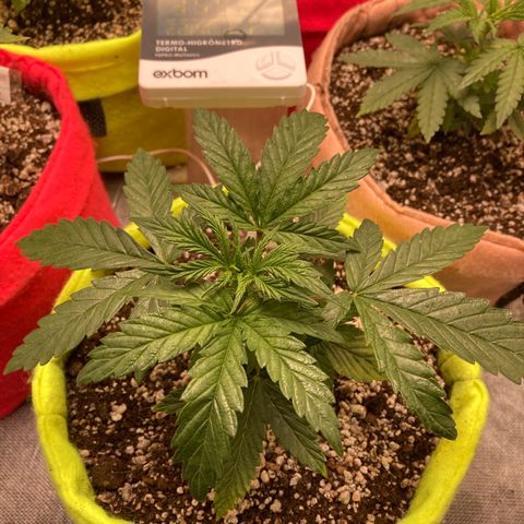 Critical growlog timeline photo