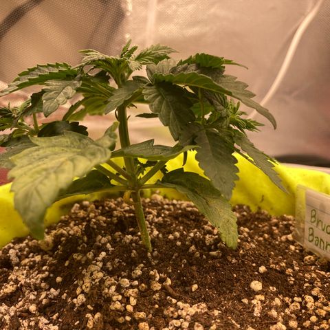 Bruce Banner growlog timeline photo