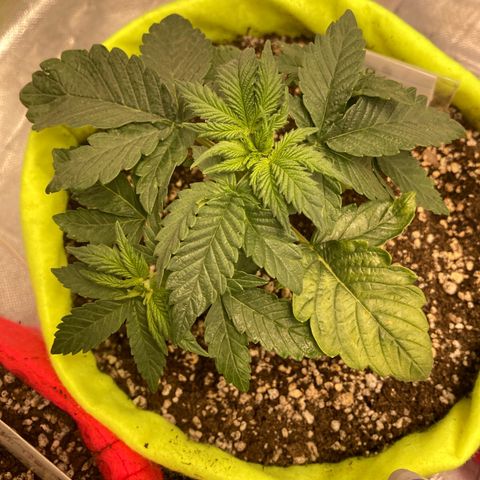Bruce Banner growlog timeline photo