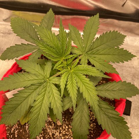 Bruce Banner growlog timeline photo