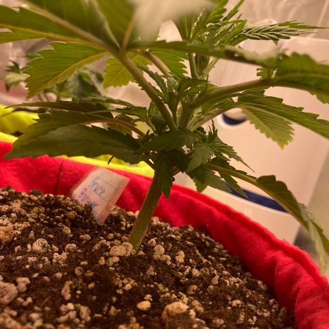Bruce Banner growlog timeline photo