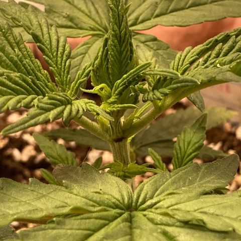 Critical growlog photo: There is some bruise here… let’s keep eyes on it!