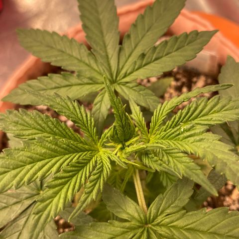Critical growlog timeline photo