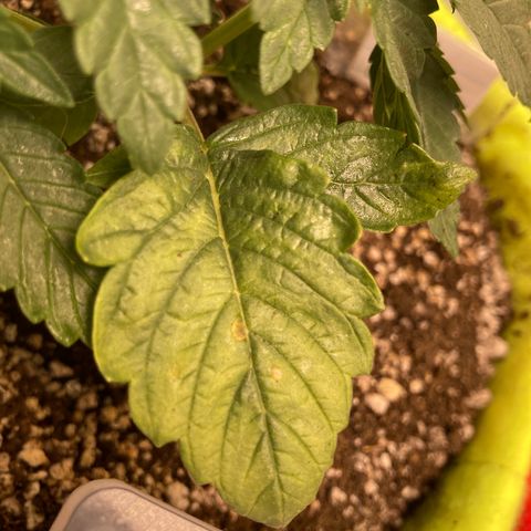 Bruce Banner growlog photo: Another stranger thing we need to monitor before became big bad things…