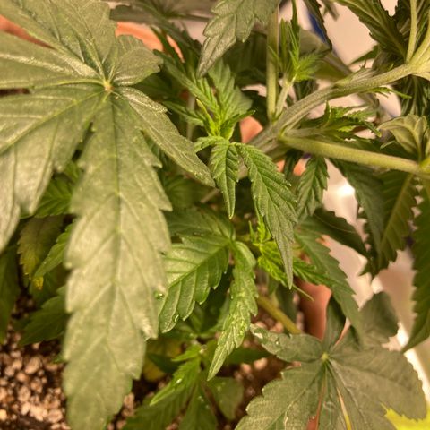 Critical growlog timeline photo