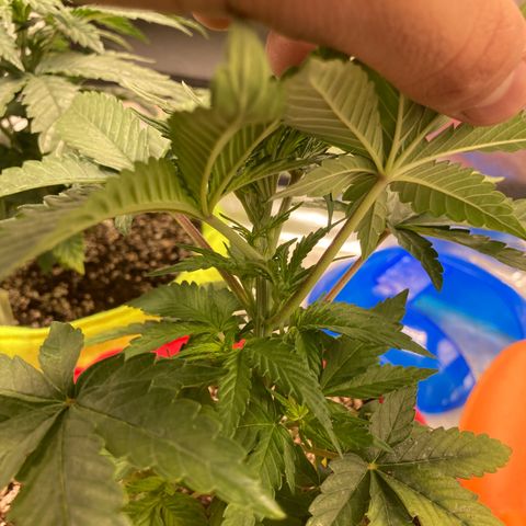 Critical growlog timeline photo