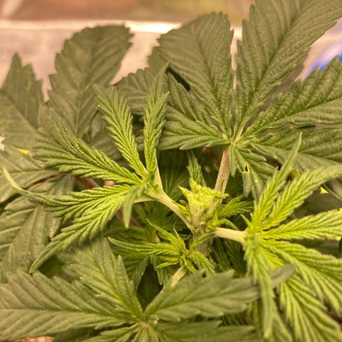Critical growlog timeline photo