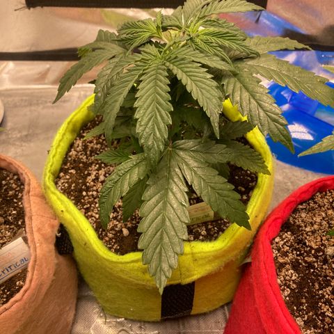 Critical growlog timeline photo