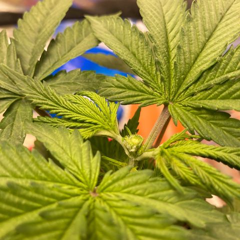 Critical growlog timeline photo