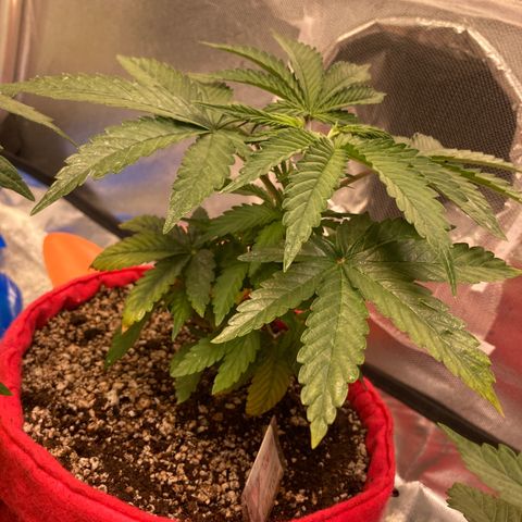 Critical growlog timeline photo