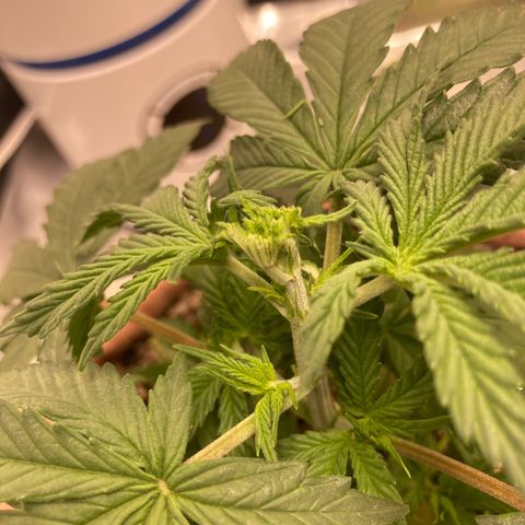 Critical growlog timeline photo
