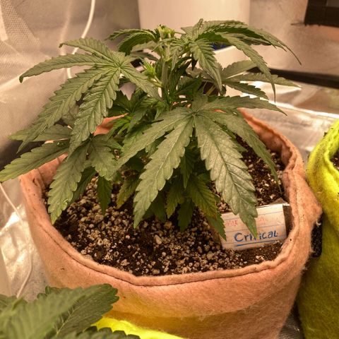 Critical growlog timeline photo