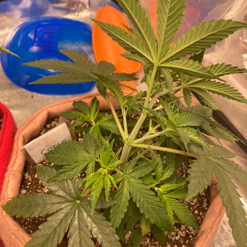 Critical growlog timeline photo