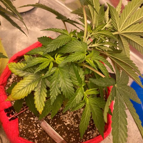 Critical growlog timeline photo