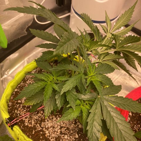 Critical growlog timeline photo