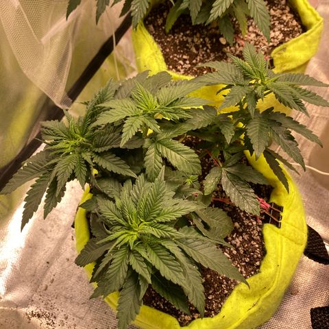 Bruce Banner growlog timeline photo