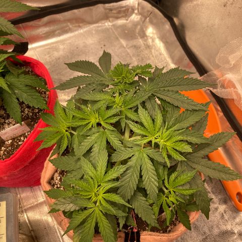 Critical growlog timeline photo