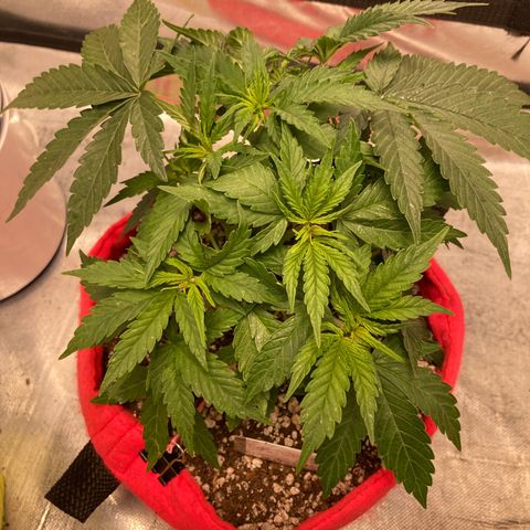 Critical growlog timeline photo