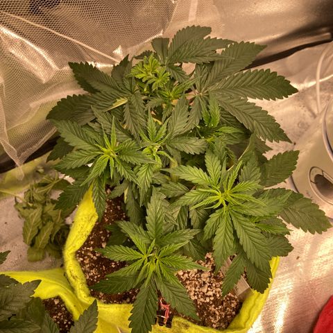 Critical growlog timeline photo