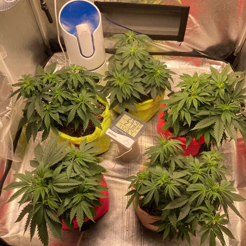 Critical growlog timeline photo