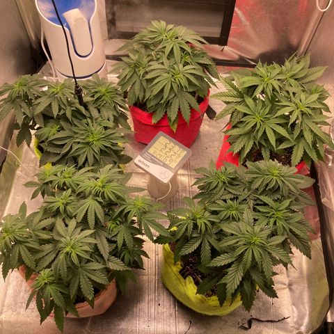 Critical growlog timeline photo