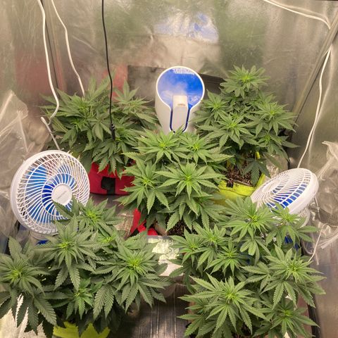 Critical growlog timeline photo