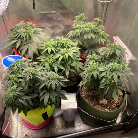 Critical growlog timeline photo