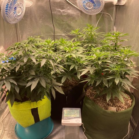 Critical growlog timeline photo