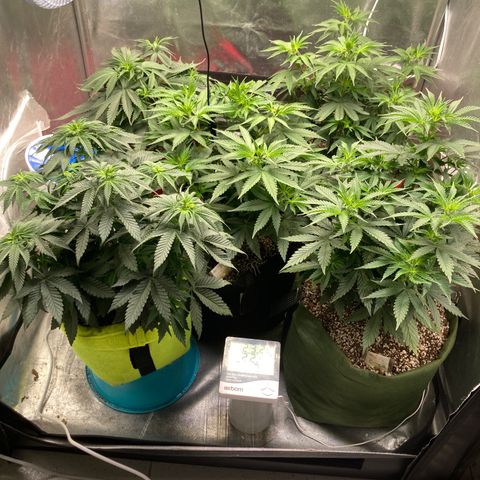 Critical growlog timeline photo