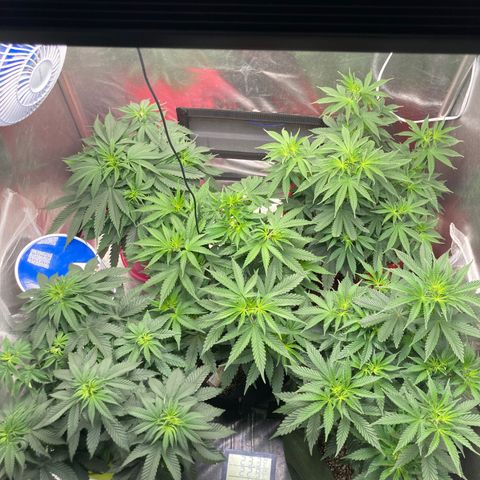 Critical growlog timeline photo