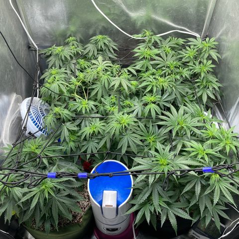 Critical growlog timeline photo