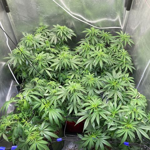 Critical growlog timeline photo
