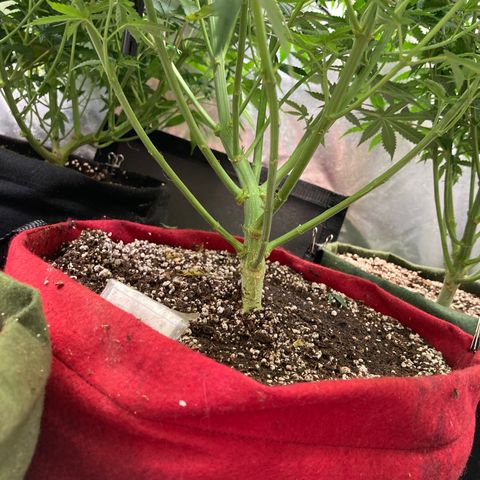Critical growlog timeline photo
