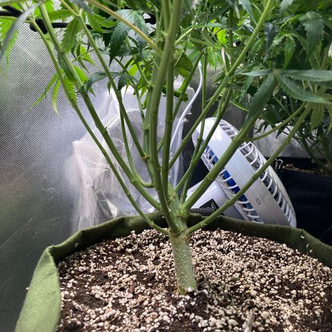 Critical growlog timeline photo