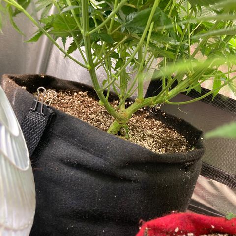 Critical growlog timeline photo