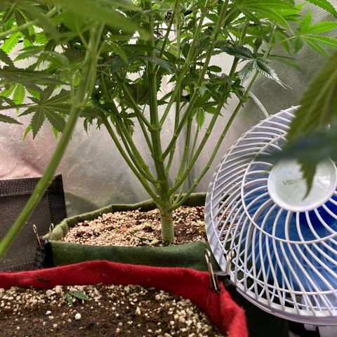 Critical growlog timeline photo