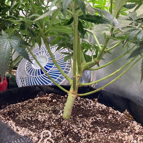 Critical growlog timeline photo