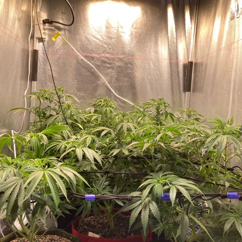 Critical growlog timeline photo