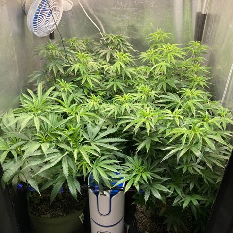 Critical growlog timeline photo