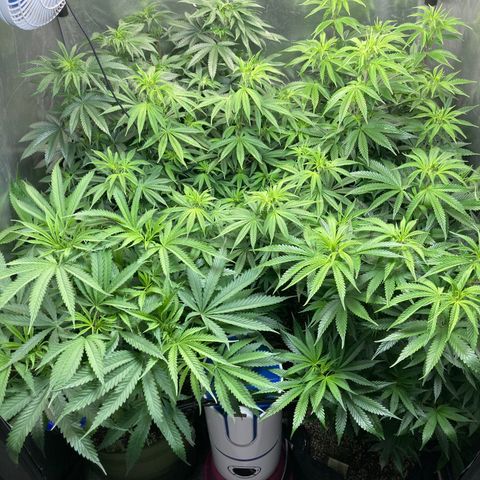 Critical growlog timeline photo