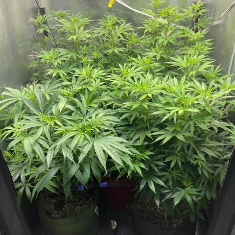 Critical growlog photo: Maybe too much plants in a single place lol