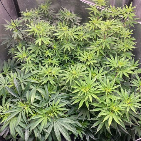 Critical growlog photo: Maybe too much plants in a single place lol