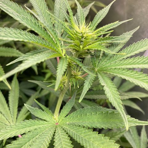 Critical growlog timeline photo